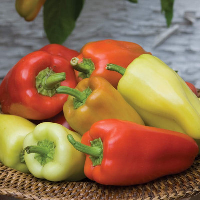 Qualtivate HYB-2A Gypsy Sweet Pepper Seed(300 per packet)