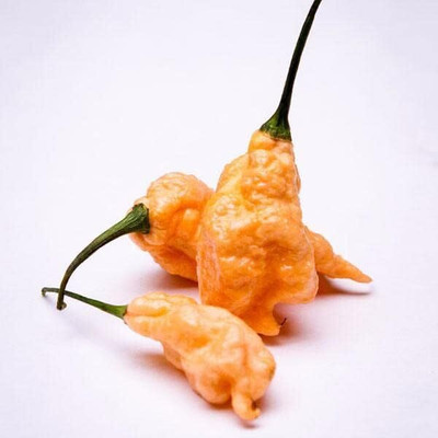 Qualtivate HYB-8A Peach Ghost Scorpion Pepper Chilli Seed(300 per packet)
