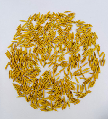 SANT SEED LLP PUSA BASMATI 1885 PADDY SEEDS & FARMING & AGRICULTURE SOWING (Khet/Dhan) 2KG Seed(2 kg)
