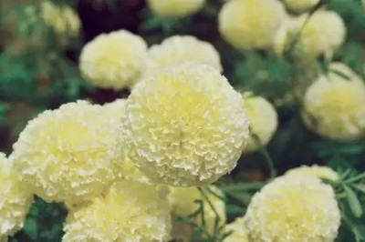 MAA Marigold Double White Seed(108 per packet)