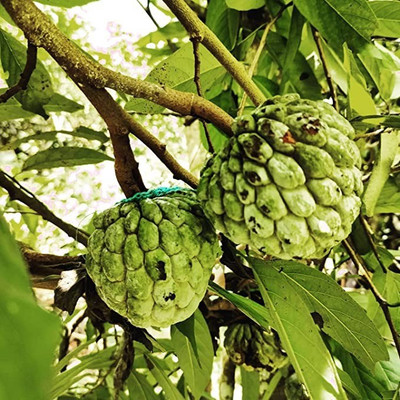 MAA Custard Apple Seed(28 per packet)