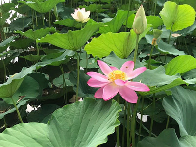 CYBEXIS LX-13 - Pink & Red Lotus Flower - (30 Seeds) Seed(30 per packet)