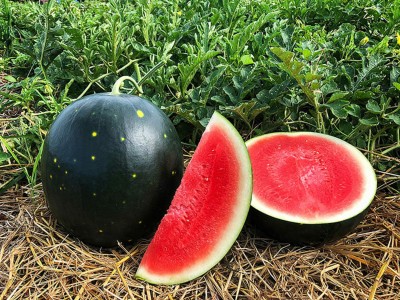 Gromax India Summer Variety Black Watermelon Fruit Seed For Home Garden Seed(40 per packet)