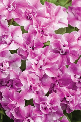 WHADE Supertunia Sharon Seed(70 per packet)