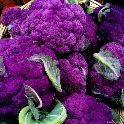 Qualtivate ICRA-2A Purple Broccoli Seeds Seed(300 per packet)