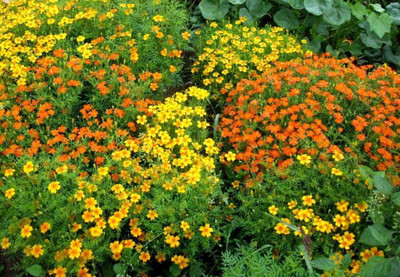 CYBEXIS XLL-52 - Marigolds Mexican Mix - (250 Seeds) Seed(250 per packet)