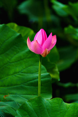 Harcog lotus,kamal gatta Seed(15 per packet)