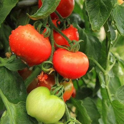 GREENSEA High Yielding Tomato Seeds for Home Gardening Seed(102 per packet)