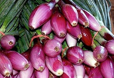 Qualtivate PUAS-5A Onion - Long Torpedo Shaped Rose Seed(500 per packet)