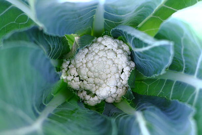 ABN Retail white cauliflower,gobhee seeds Seed(5 per packet)