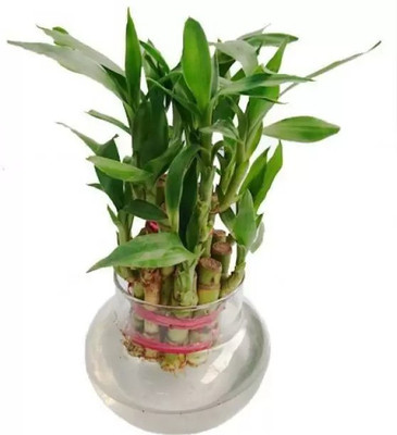 MAA Bamboo, Lucky bamboo Seed(80 per packet)