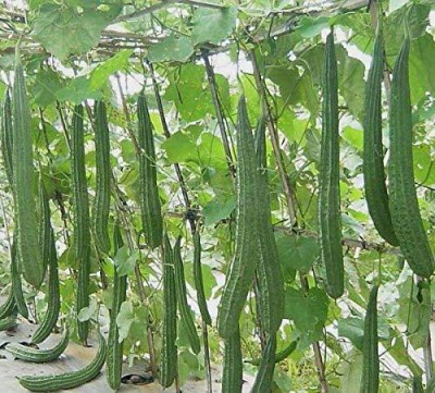 Qualtivate PUAS-4A Ridge Gourd Variety Jaipur Long Seed(50 per packet)