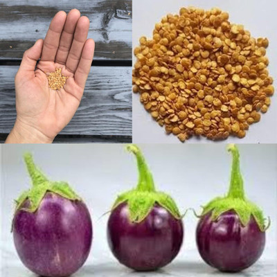 KNESSiN Desi Round Brinjal Seeds-[10gm] Seed(2000 per packet)