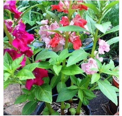 Aywal Balsam Multicolor Flower Seed(70 per packet)