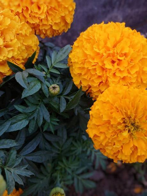 Sidhi nazar Enterprises marigold/gende ka phool flower seeds Seed(75 per packet)