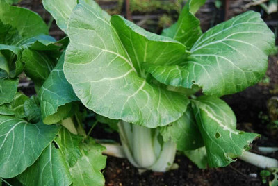 WILLVINE AMR -IX Canton Pok Choi Chinese Cabbage [50g] Seed(15000 per packet)