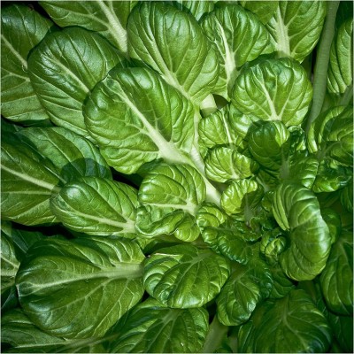 CYBEXIS LX-81 - Tatsoi Mustard (Brassica narinosa) - (250 Seeds) Seed(250 per packet)