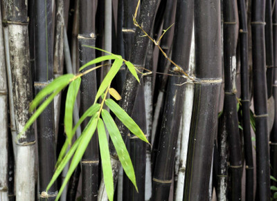 XOLDA Exotic bamboo Seed(20 per packet)