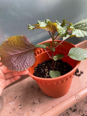 CYBEXIS XLL-52 - Korean Shiso (Perilla) - (2250 Seeds) Seed(2250 per packet)