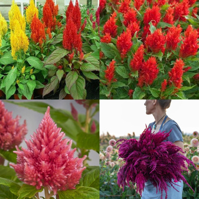 ibains Celosia plant seeds 32 Seed(32 per packet)