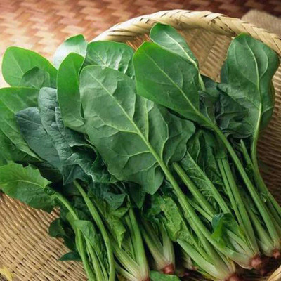 CYBEXIS Hybrid Spinach Seeds Fresh Green No Pollution2000 Seeds Seed(2000 per packet)