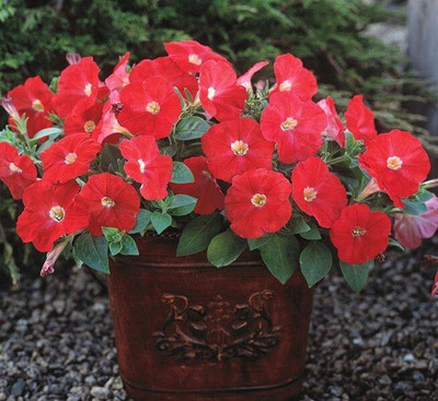 Quentova Petunia Trilogy Scarlet Flower-CTU-5L Seed(75 per packet)