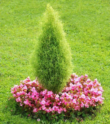 Avysa Kochia Seeds Seed(15 per packet)