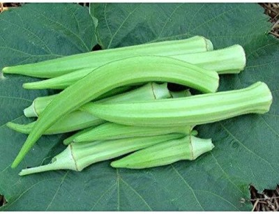 Qualtivate PUA-9A Burmese Okra Seeds-Heirloom Variety Seed(350 per packet)