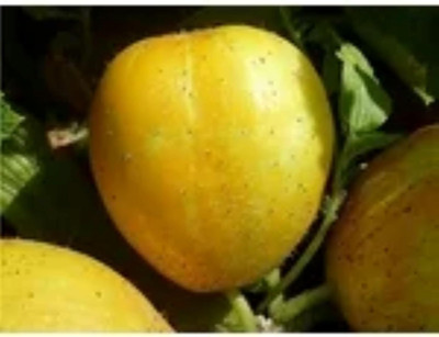 KNESSiN Disease-Resistant Lemon Cucumber Sow and Grow Fresh Healthy Seeds-(400 Seeds) Seed(400 per packet)
