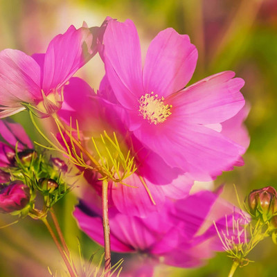 CYBEXIS XLL-86 - Flower (Cosmos) - (90 Seeds) Seed(90 per packet)