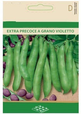 JVK ® Broad Bean VIOLETTO Seeds Seed(100 per packet)