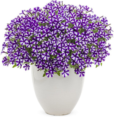 Quentova Violet Star Petunia-QLTY-8S Seed(100 per packet)