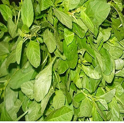 Qualtivate HYB-6A Rich Palak Or Indian Spinach Seed(300 per packet)