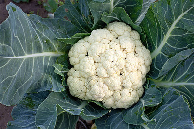 Greenery Seed Retail white cauliflower,gobhee seeds Seed(13 per packet)