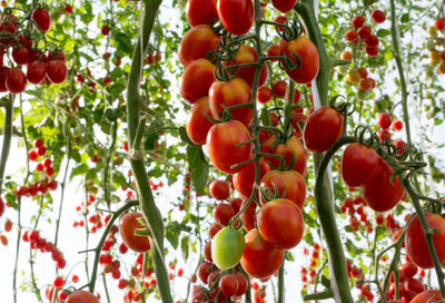 Bahan Traders tomato Seed(90 per packet)