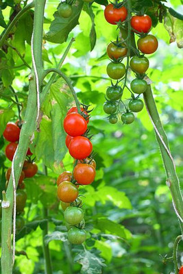 XOLDAA tomato Seed(105 per packet)