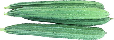 CYBEXIS NBIR-93 - Angled Ridge Gourd Turai - (100 Seeds) Seed(100 per packet)