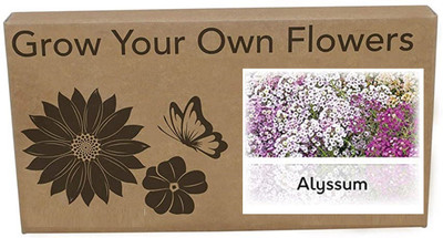CYBEXIS Alysum Flower Seeds400 Seeds Seed(400 per packet)