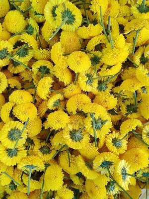 the green dotcom Marigold Yellow Seed(20 per packet)