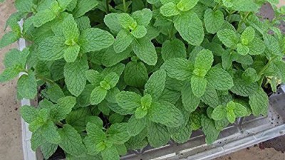 KANAYA Pudina Mint Herb Plant Seed For Home Gardening Seed(25 per packet)