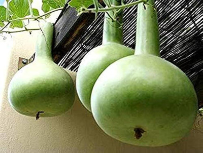 AloGardening Bottle Gourd F1 Hybrid Seeds Seed(32 per packet)