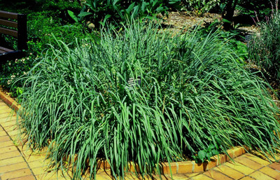 CYBEXIS LX-13 - Lemon Grass - (2250 Seeds) Seed(2250 per packet)