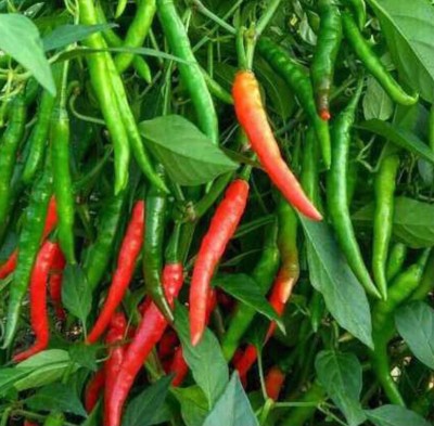 greenfarm NVX- Chilli Seeds / Mirchi Seeds , Best Quality , 200 X Seeds , SAS6 Seed(200 per packet)