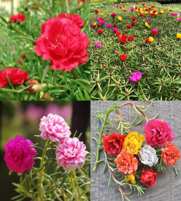 ibains portulaca mixed seed bij 70 Seed(70 per packet)