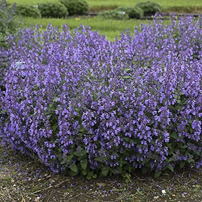 CYBEXIS NDIR-51 - Catnip - (1500 Seeds) Seed(1500 per packet)