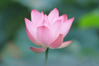 Abamec Lotus Seed(10 per packet)
