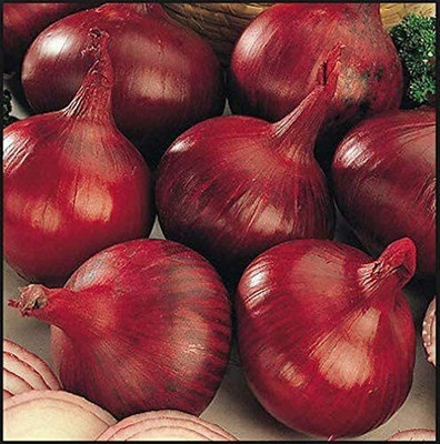 WILLVINE KGF -XII Red Grano Onion Seeds for Planting [50g] Seed(30000 per packet)