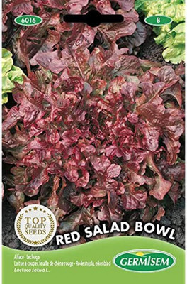 KNESSiN Red Salad Bowl Lettuce Seed(1250 per packet)