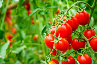 Triphal tomato Seed(85 per packet)