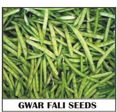 Avysa Gwar Fali/Cluster Beans Seed(500 per packet)